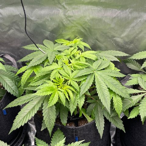 Fat Bastard growlog timeline photo