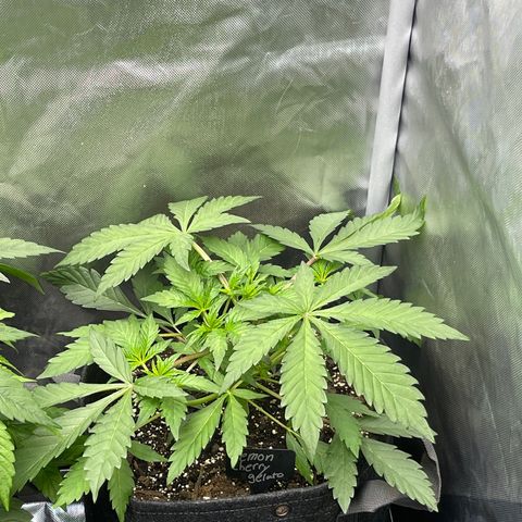 Lemon Cherry Gelato growlog timeline photo