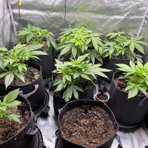 Grow Pictures #2 growlog timeline photo
