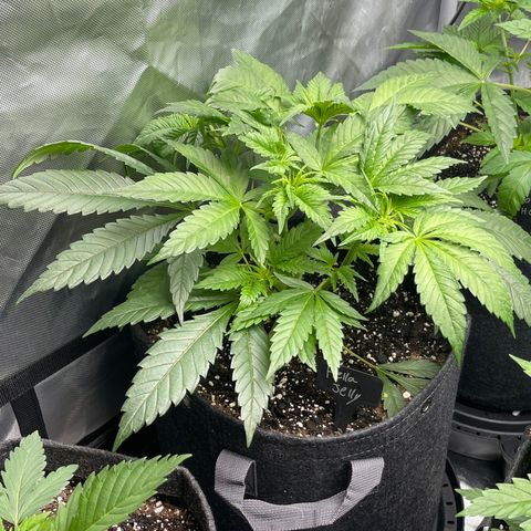 Hella Jelly  growlog timeline photo