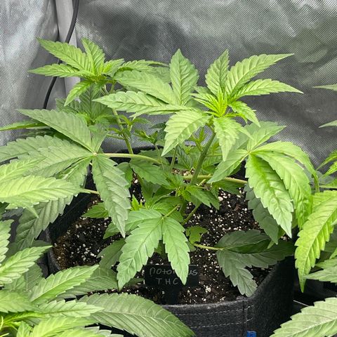 Notorious THC growlog timeline photo