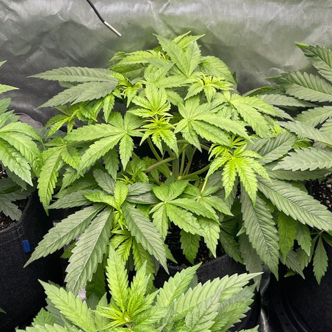 Fat Bastard growlog timeline photo