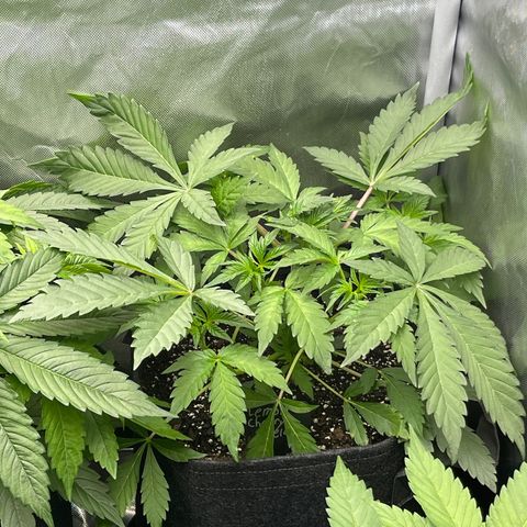 Lemon Cherry Gelato growlog timeline photo