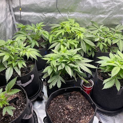 Grow Pictures #2 growlog timeline photo