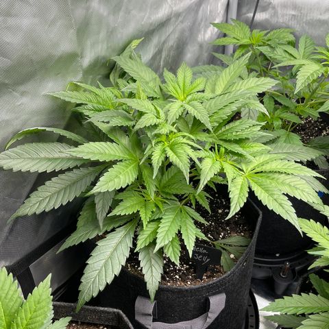 Hella Jelly  growlog timeline photo