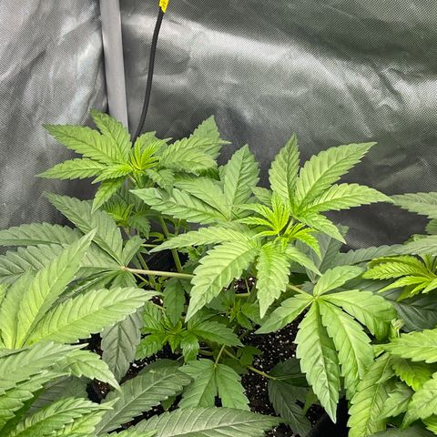Notorious THC growlog timeline photo