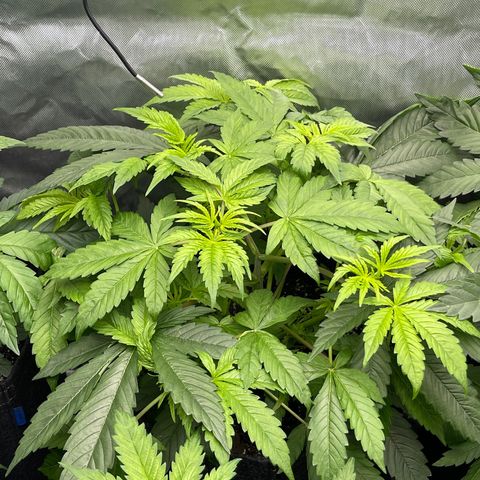 Fat Bastard growlog timeline photo