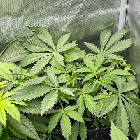Lemon Cherry Gelato growlog timeline photo