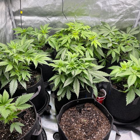 Grow Pictures #2 growlog timeline photo