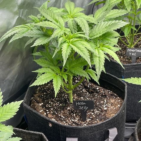 Hella Jelly  growlog timeline photo