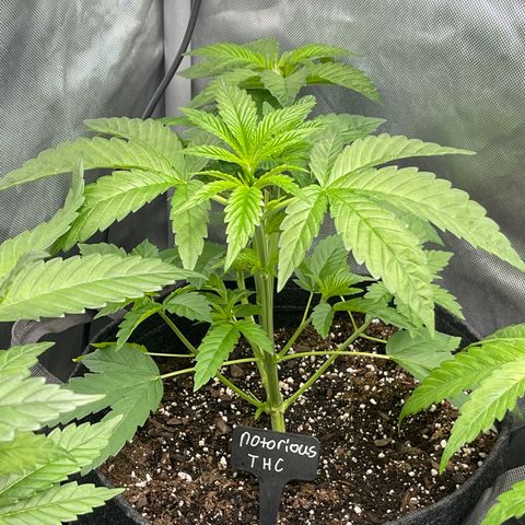 Notorious THC growlog timeline photo