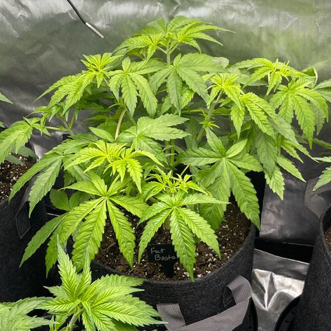 Fat Bastard growlog timeline photo