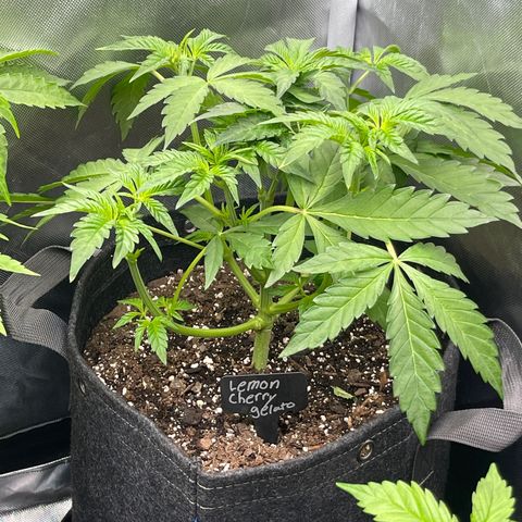 Lemon Cherry Gelato growlog timeline photo