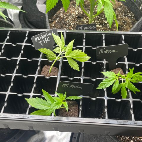 Grow Pictures #2 growlog timeline photo
