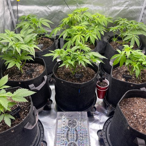 Grow Pictures #2 growlog timeline photo