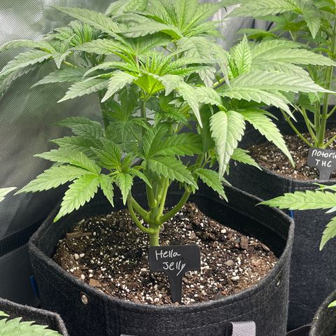 Hella Jelly  growlog timeline photo