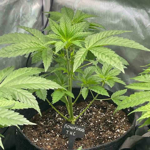 Notorious THC growlog timeline photo