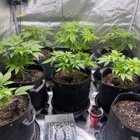 Grow Pictures #2 growlog timeline photo