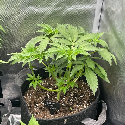 Lemon Cherry Gelato growlog timeline photo