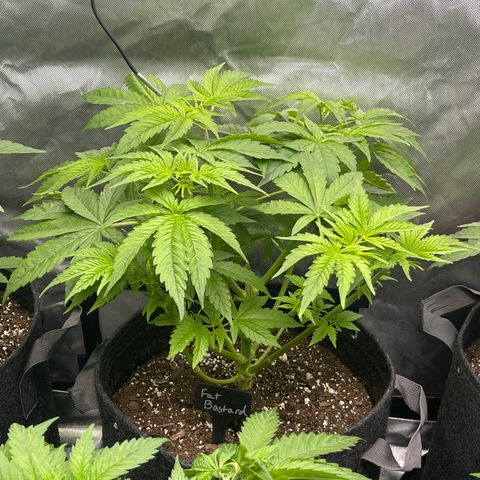 Fat Bastard growlog timeline photo