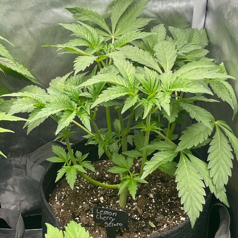 Lemon Cherry Gelato growlog timeline photo