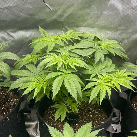 Fat Bastard growlog timeline photo