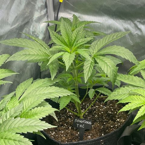 Notorious THC growlog timeline photo