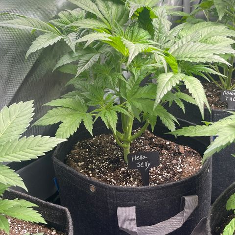 Hella Jelly  growlog timeline photo