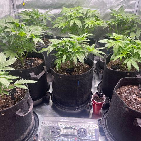 Grow Pictures #2 growlog timeline photo