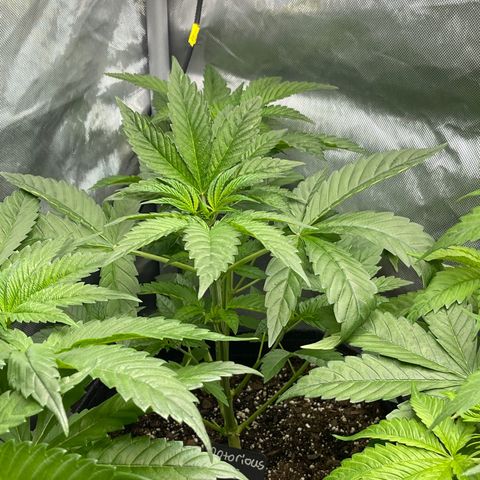 Notorious THC growlog timeline photo