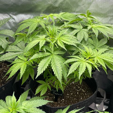 Fat Bastard growlog timeline photo