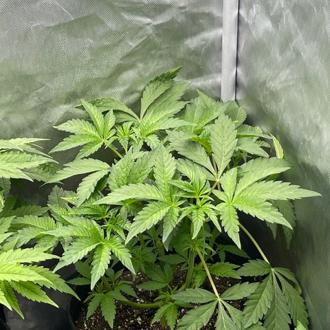 Lemon Cherry Gelato growlog timeline photo