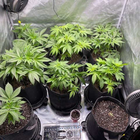 Grow Pictures #2 growlog timeline photo