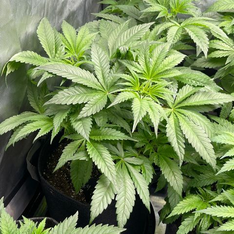 Hella Jelly  growlog timeline photo