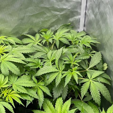Lemon Cherry Gelato growlog timeline photo