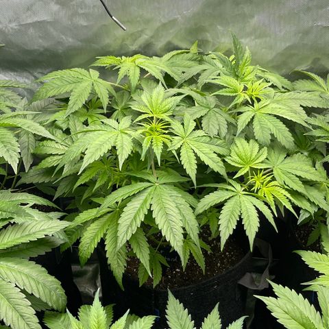 Fat Bastard growlog timeline photo