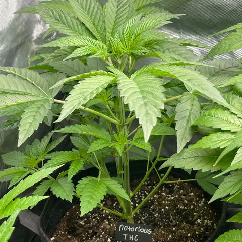 Notorious THC growlog timeline photo