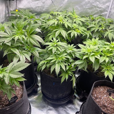 Grow Pictures #2 growlog timeline photo