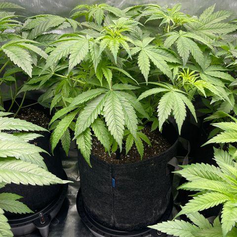 Fat Bastard growlog timeline photo