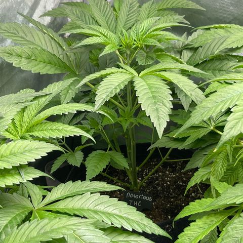 Notorious THC growlog timeline photo