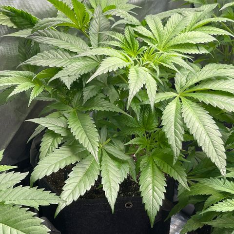 Hella Jelly  growlog timeline photo