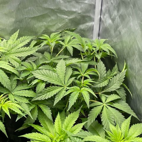 Lemon Cherry Gelato growlog timeline photo