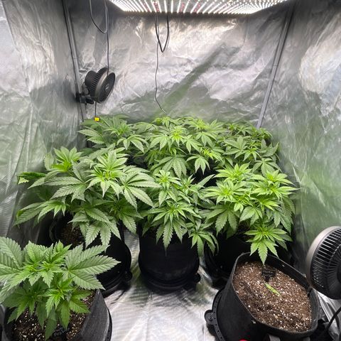 Grow Pictures #2 growlog timeline photo