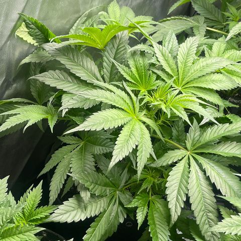 Hella Jelly  growlog timeline photo