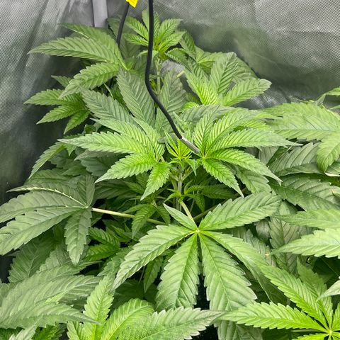 Notorious THC growlog timeline photo