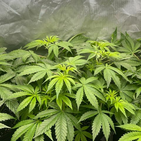 Fat Bastard growlog timeline photo
