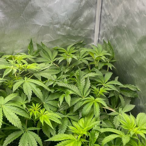 Lemon Cherry Gelato growlog timeline photo