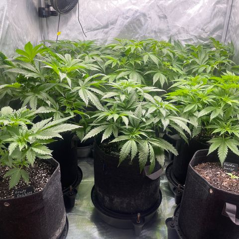 Grow Pictures #2 growlog timeline photo