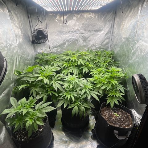 Grow Pictures #2 growlog timeline photo