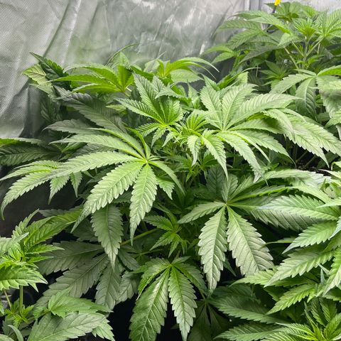 Hella Jelly  growlog timeline photo